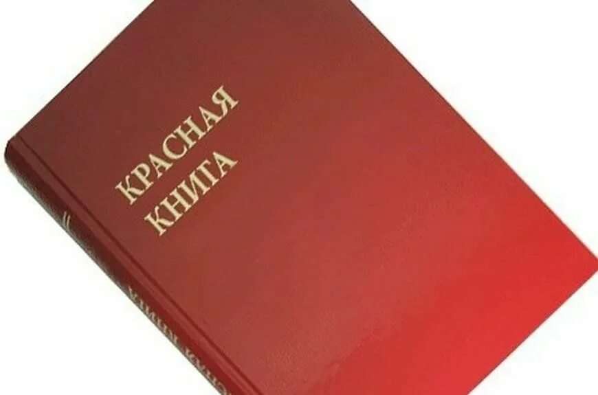 Красная крига