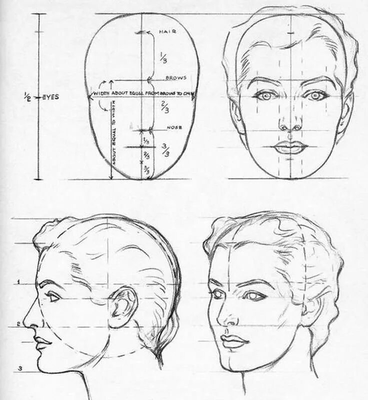 Эндрю Лумис пропорции человека. Рисование головы по методу Эндрю Лумиса. Эндрю Лумис женской рисование головы. Портрет техника Эндрю Лумиса. Профиль поэтапно