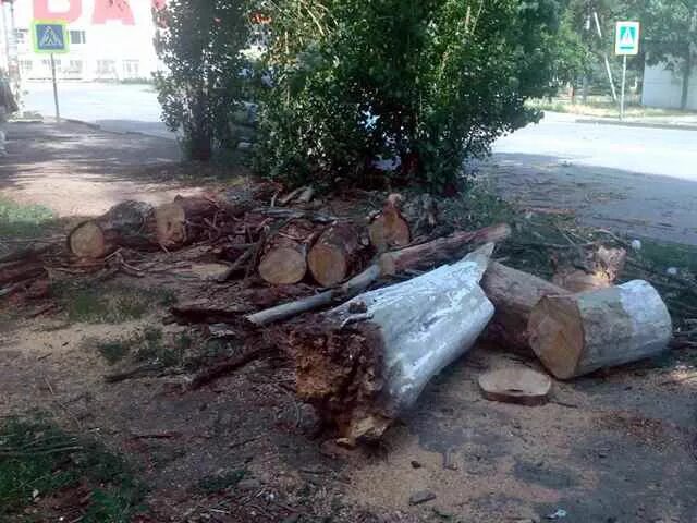 Распил упавшего дерева. Упало дерево г Шахты ул Парковая. В парке Островского упало дерево. В лесу распилил упавшее дерево.