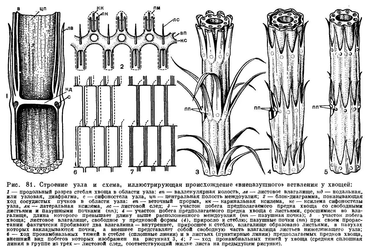 Хвощ полевой строение. Поперечный срез стебля селагинеллы. Спороносный побег хвоща. Анатомия стебля хвоща. Анатомическое строение хвощей.
