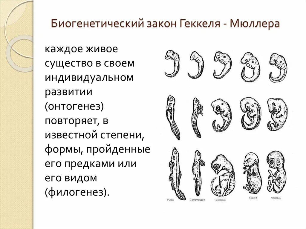 Онтогенез повторяет филогенез на примере позвоночных. Основной биогенетический закон Геккеля-Мюллера. Биогенетический закон Геккеля Мюллера формулировка. Биогенетический закон Геккеля-Мюллера иллюстрирует доказательства. Биогенетический закон э. Геккеля и ф. Мюллера.