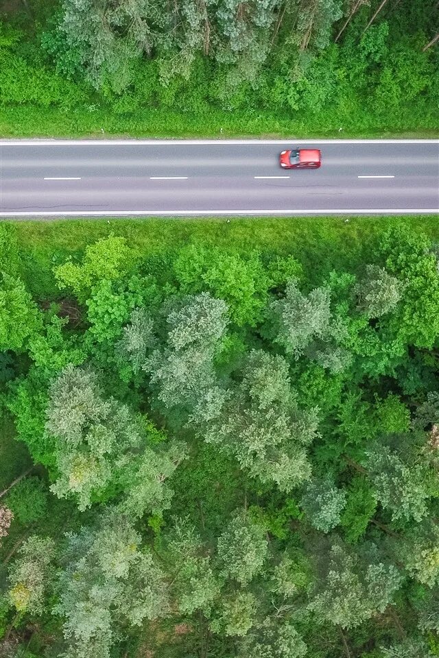 Trees osu