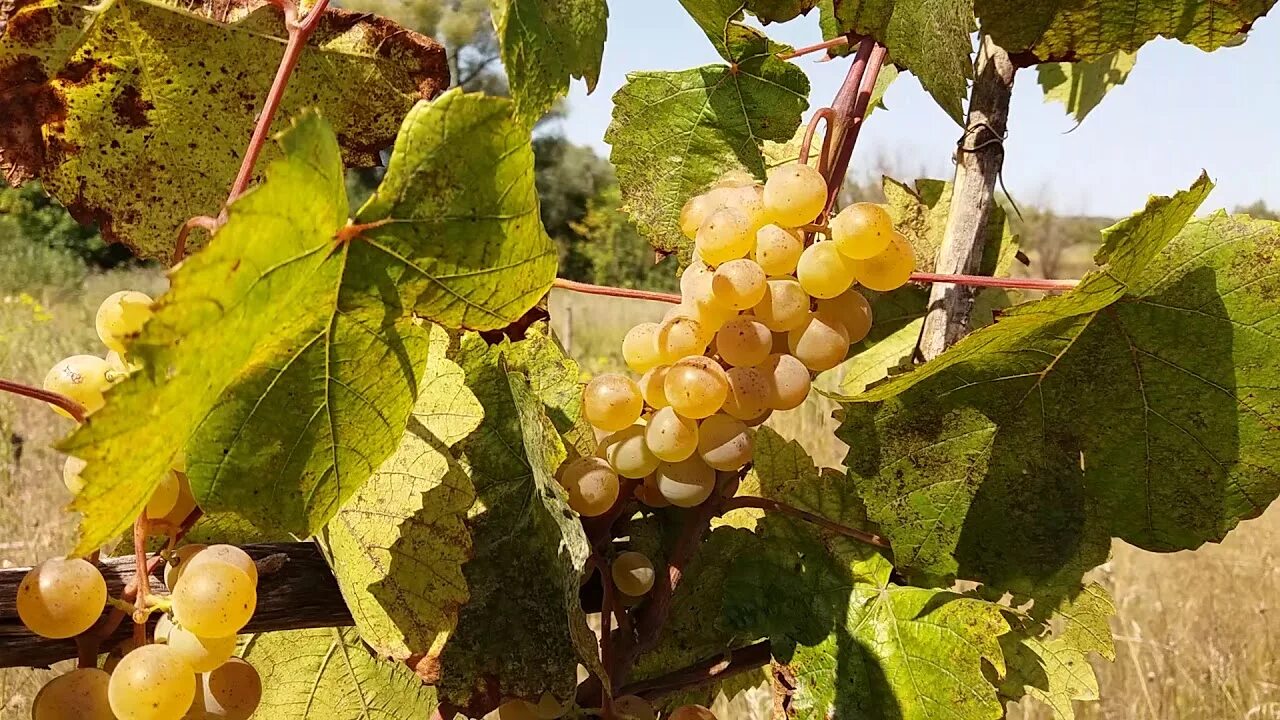 Виноград свенсон ред кишмиш. Растительные ферменты для пищеварения. Свенсон ред отзывы. Шиитаке капсулы 750 мг. Acetylcystein adeka турция фото.