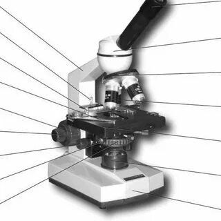 Дженни Кохутова Грегг анал
