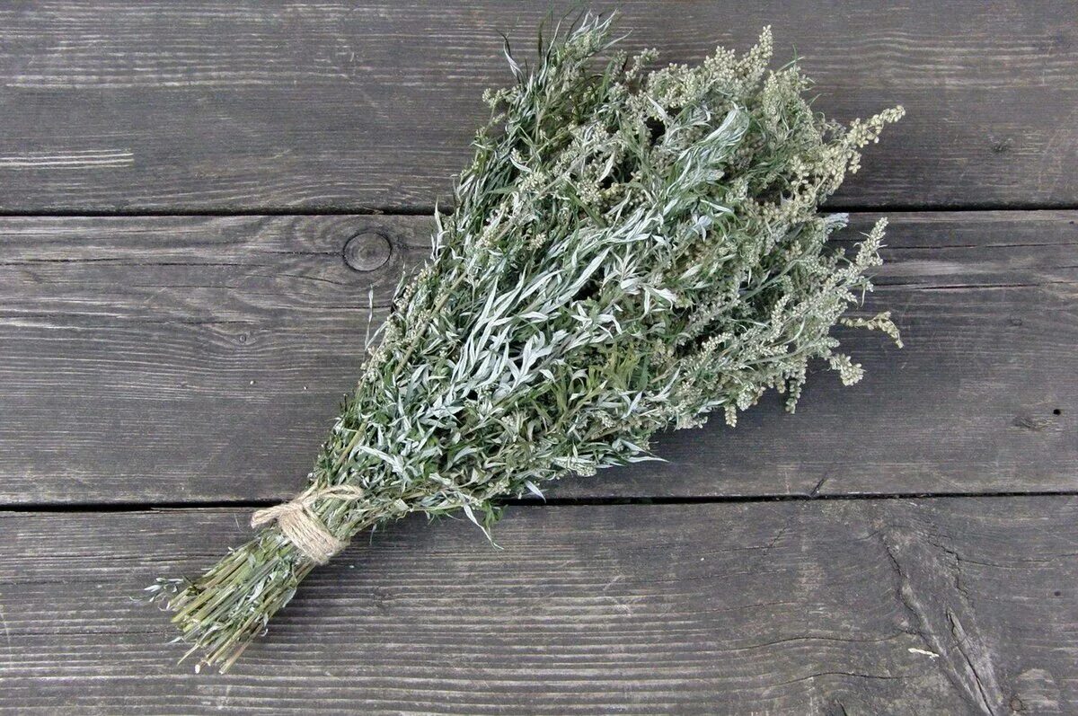 Полынь зачем. Полынь чернобыльник. полынь горькая (artemisia absinthium). полынь чернобыльник artemisia vulgaris. полынь обыкновенная засушенная.
