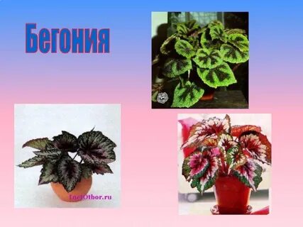 Кактус пеларгония сансевьера бегония плющ фикус