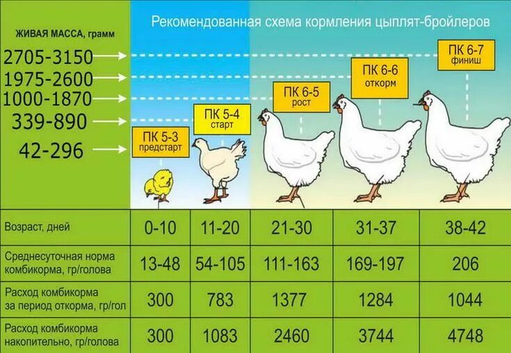 Бройлерам месяц