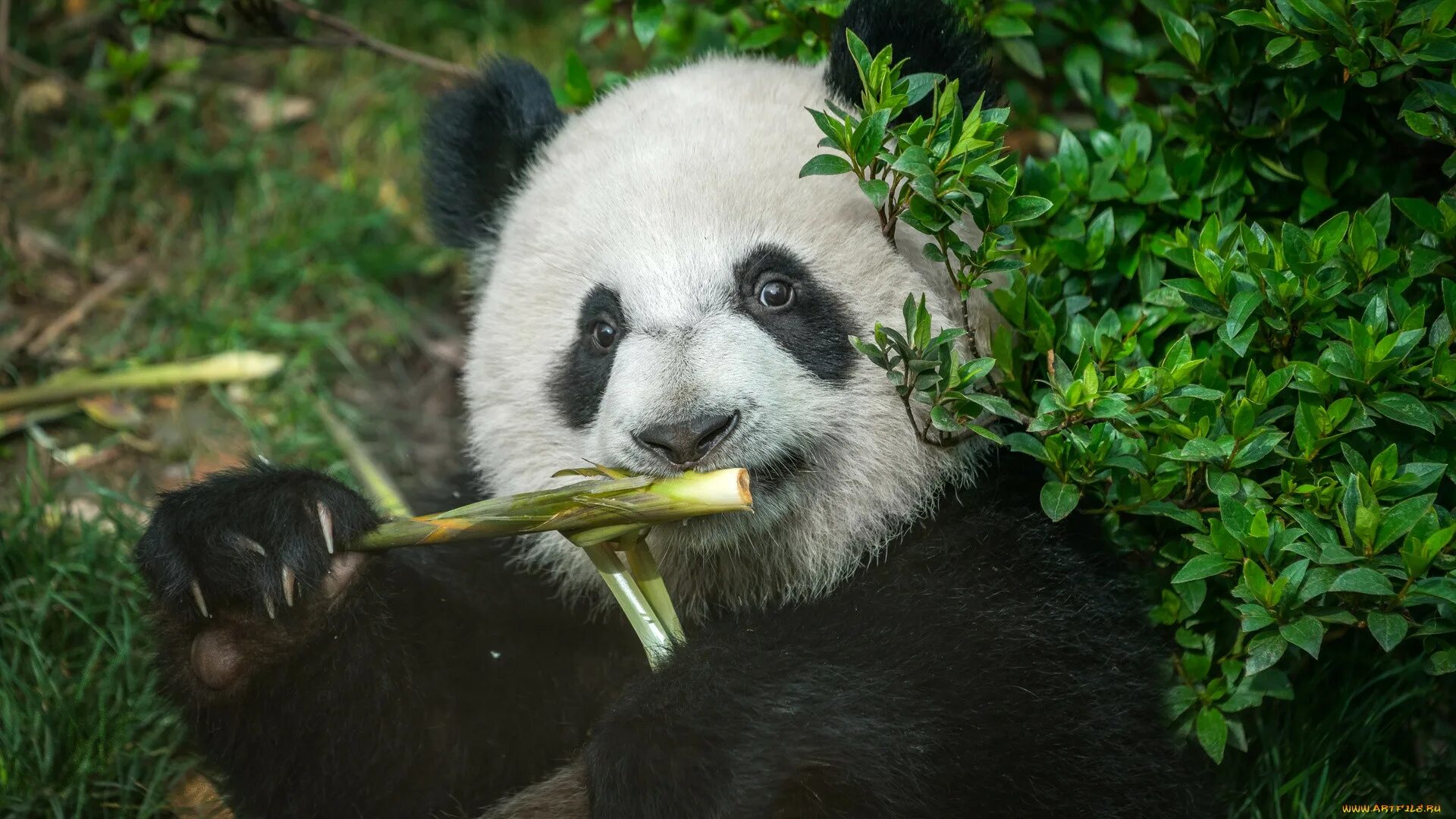 Большая панда что едят. Панда ест бамбук. Панда на бамбуке. Большая Панда. Морда панды.