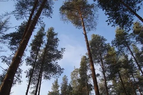 Череповец лесное