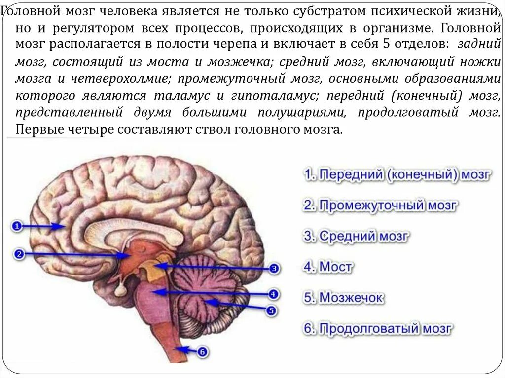 Задний головной мозг включает отделы