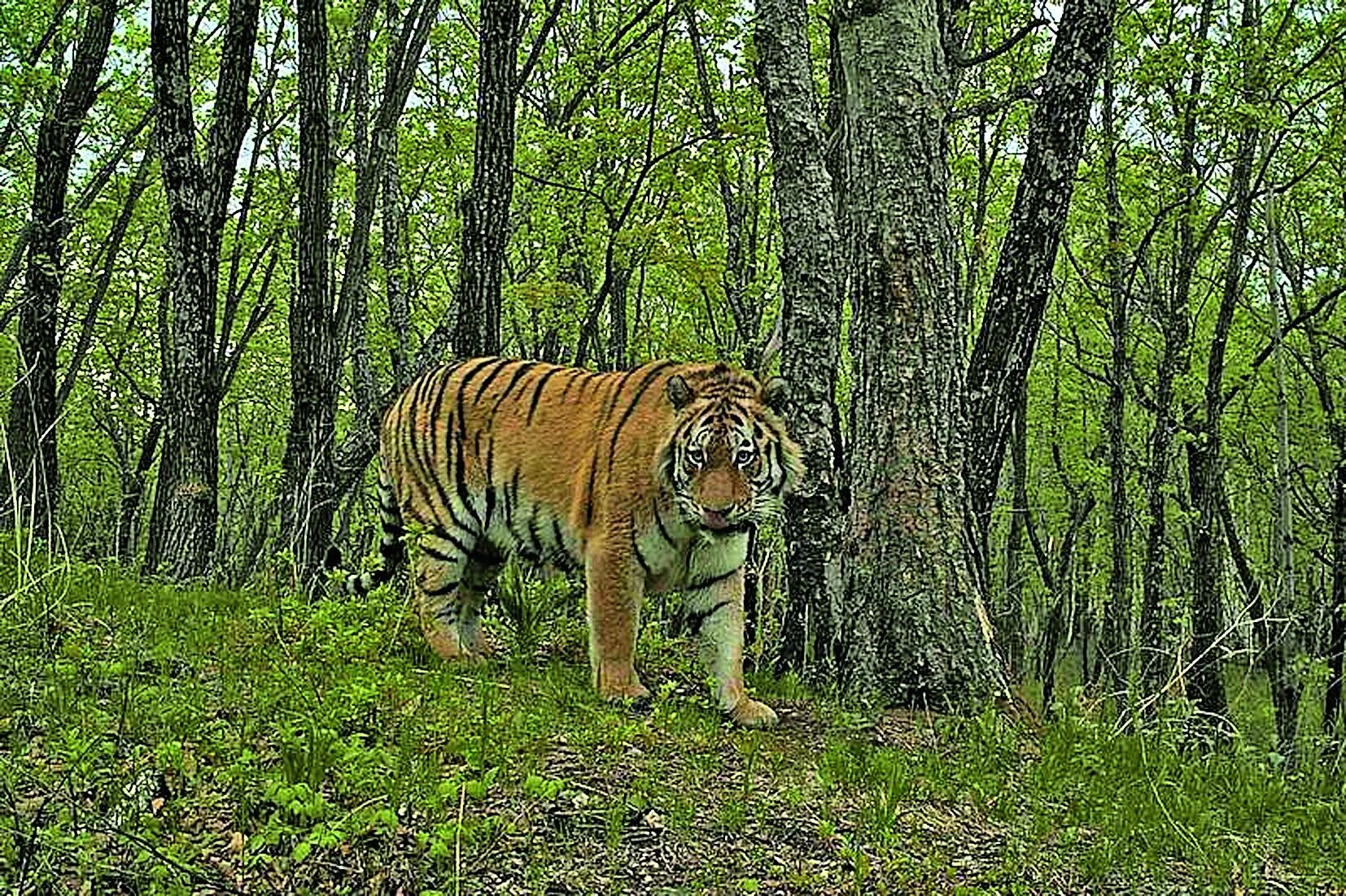 Тигр образует реку. Амурский (Уссурийский) тигр. Уссурийская Тайга Амурский тигр. Амурский тигр в тайге. Уссурийский Амурский тигр в лесу.