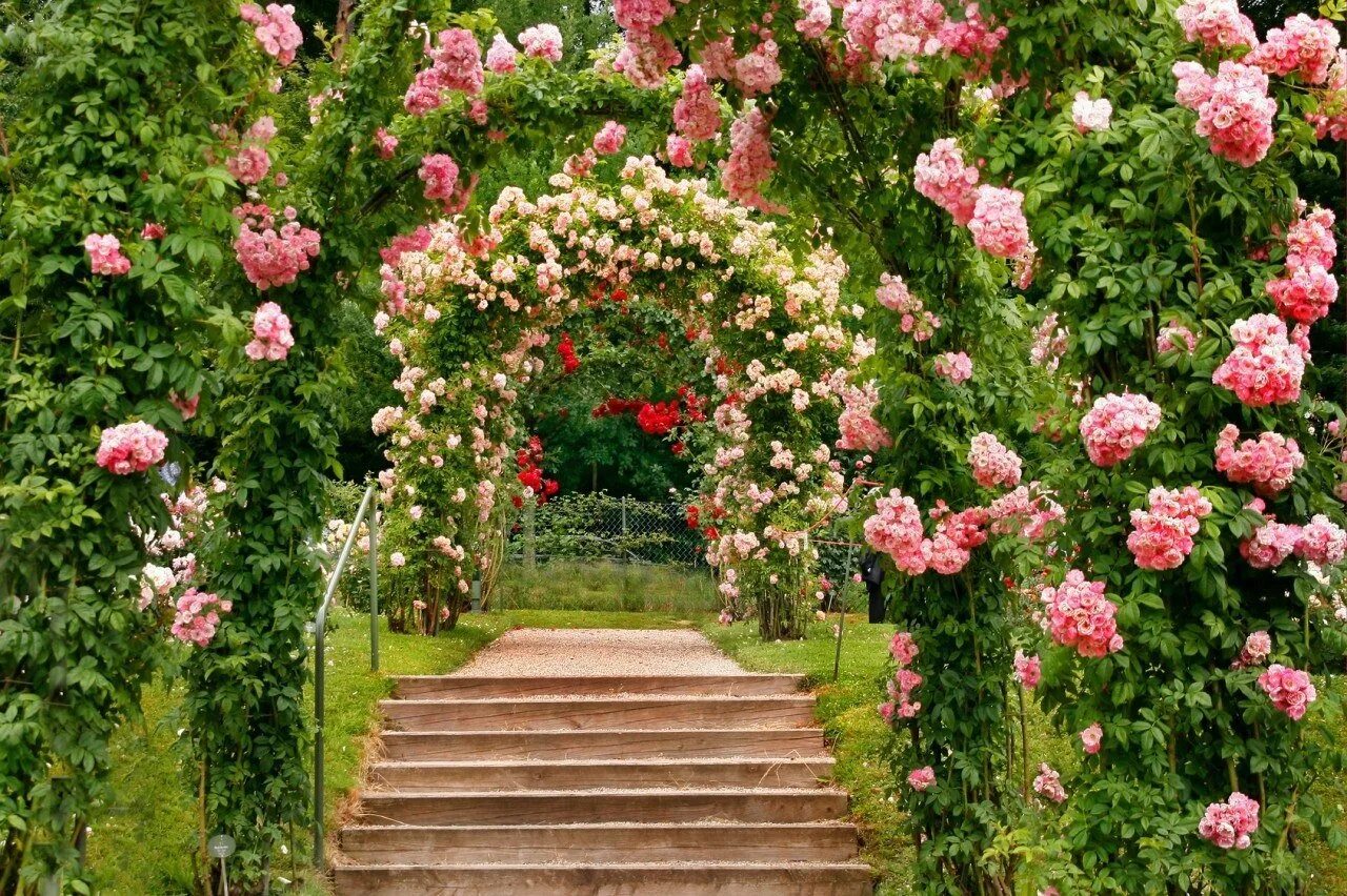 Букет плетистых роз. Розы плетистые Роуз Гарден.