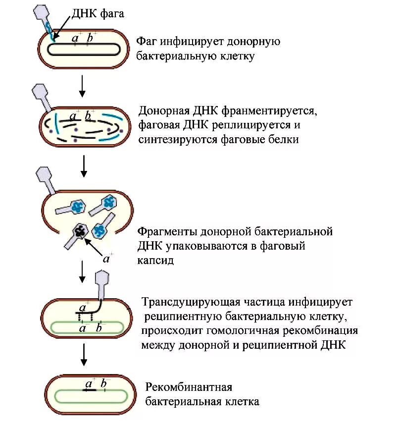 Клетка бактерии имеет днк. Схема трансдукции у бактерий. Трансдукция микробиология схема. Механизм трансдукции у бактерий. Общая трансдукция у бактерий.