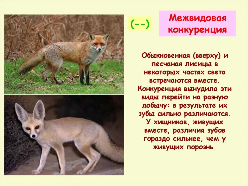 В какой зоне не встречается лисица