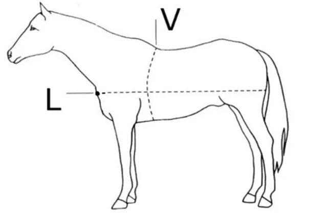 Какая длина лошади. Измерение промеров лошади. Взятие промеров у лошадей. Как узнать вес лошади. Как измерить лошадь в холке.