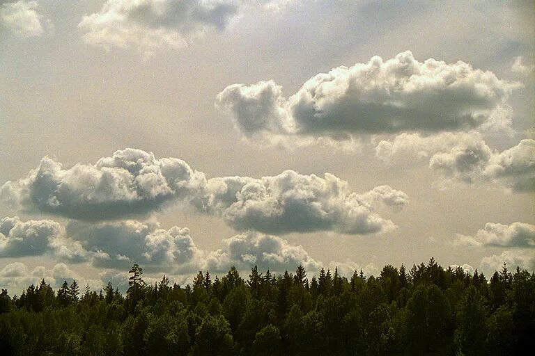 Из за какого вещества облака кажутся белыми. Кучевые облака над лесом. Низкие облака ползут над лесом. Облака над лесом разноцветные. Облака над лесом фото.