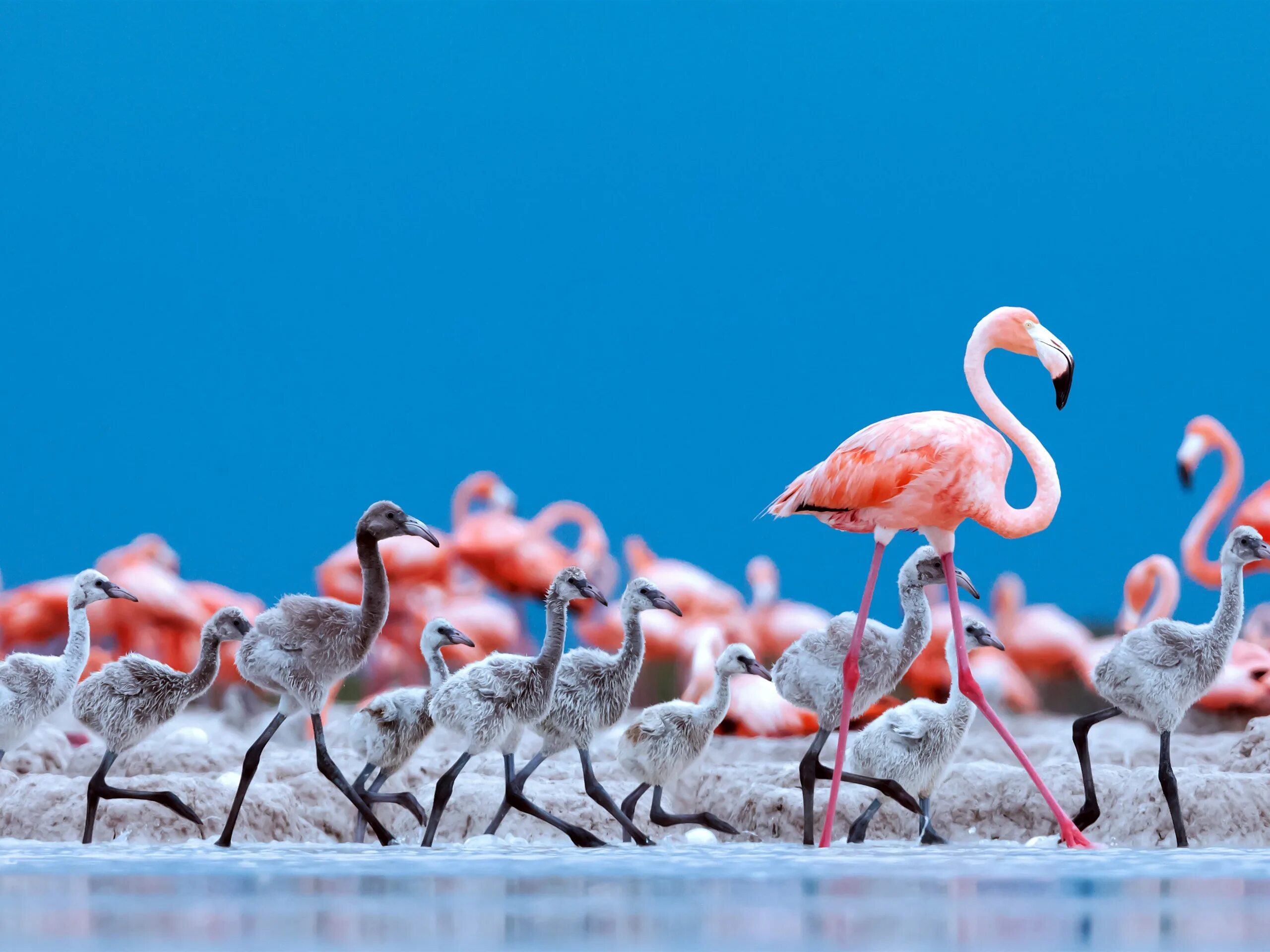 Фламинго моногамны. Фламинго 0. Фламинго на волге. Фламинго 0. Андский фламинго.
