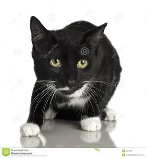 Кошка 10 месяцев