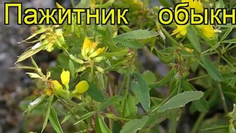 Пажитник википедия