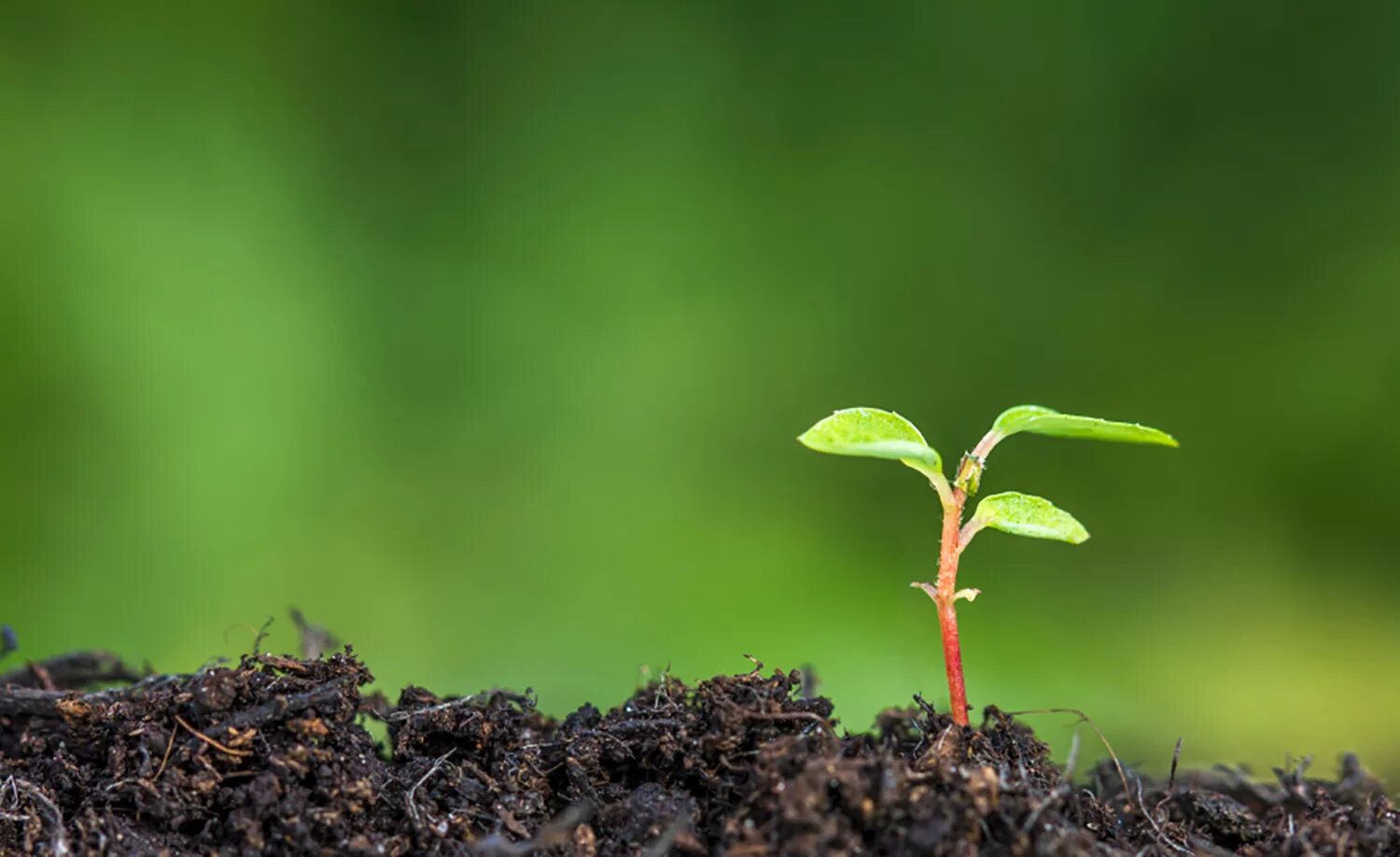 Seeding for a new generation