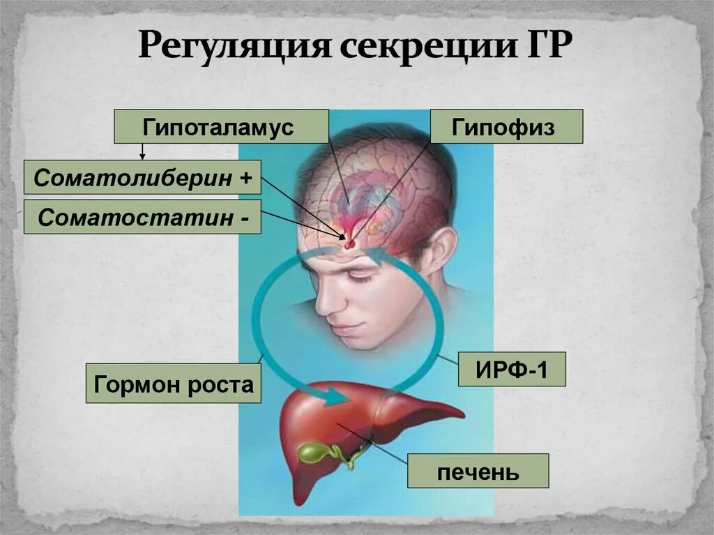 Гипофиз гипофиз гипоталамус. Расположение гипоталамуса и гипофиза. Заболевания гипофиза и гипоталамуса. Гормоны гипоталамуса и гипофиза.