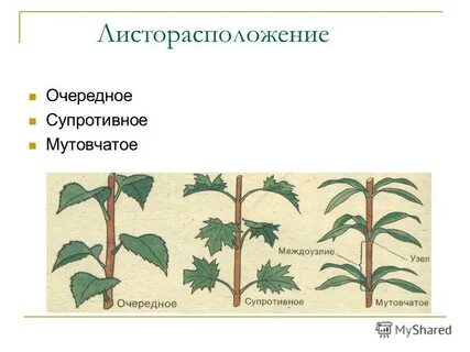 Чередование листьев