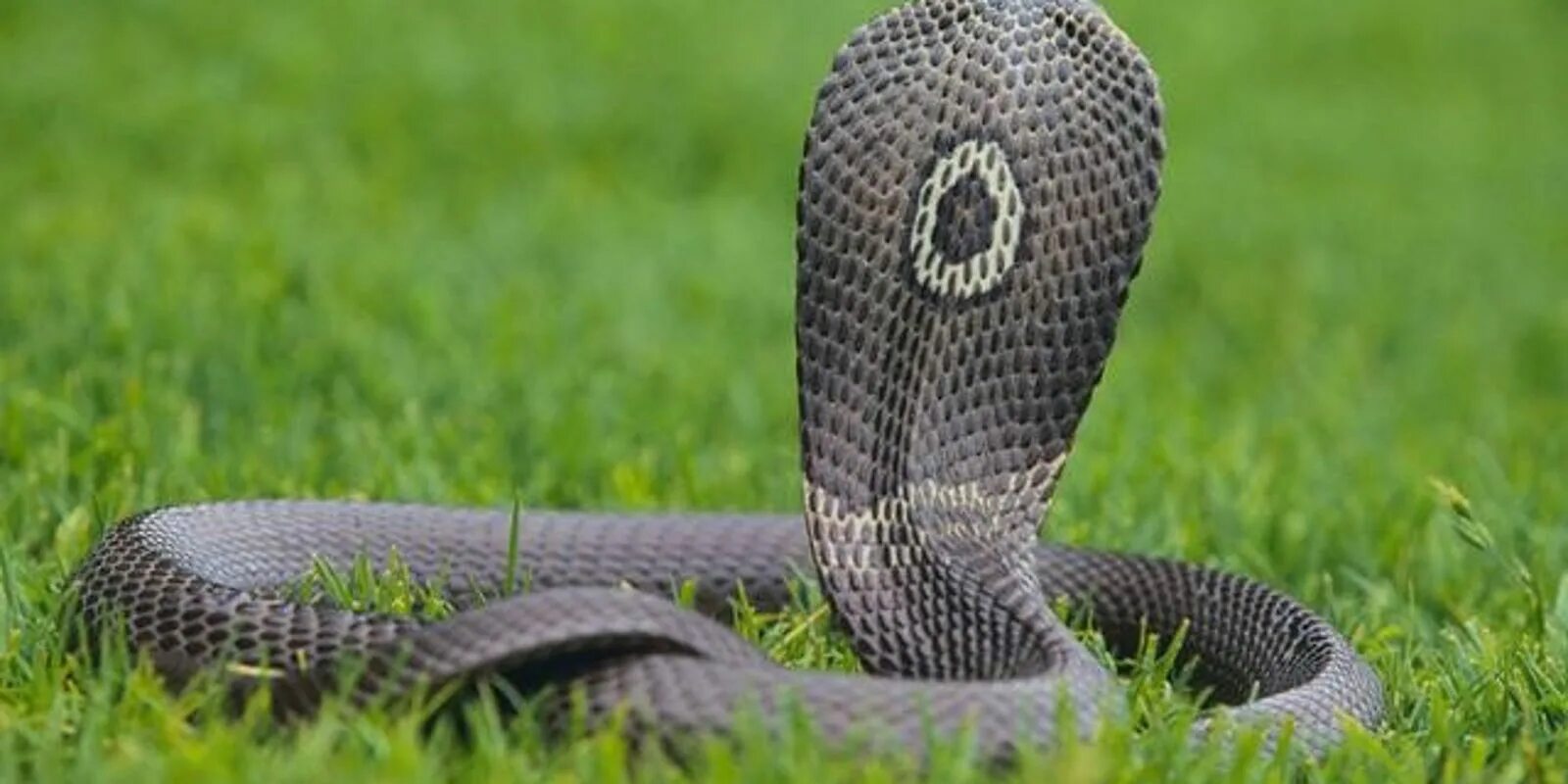 Snake back