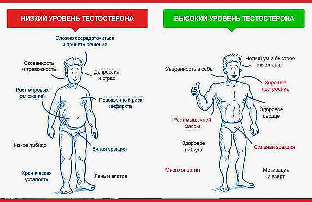 У мужчин есть гормоны