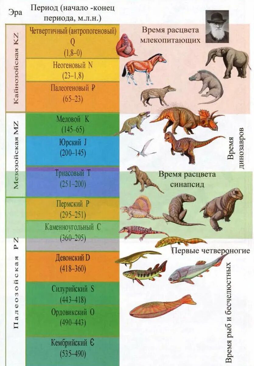 Геохронологических периодов. Эпохи и эры геохронологической таблицы. Геохронологическая таблица Эволюция растений. Геохронологическаятабомца.