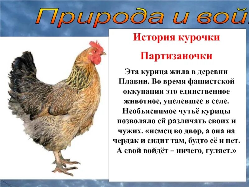 Где живут куры