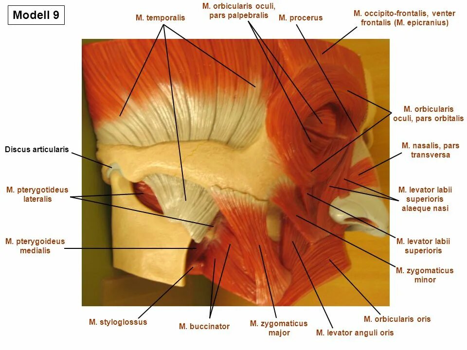 Pars orbitalis. Musculus orbicularis oculi pars lacrimalis.