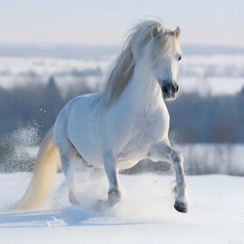 Белоснежные лошадки. Белая лошадь. Красивый белый конь. Лошадь зима. Красивая белая лошадь.