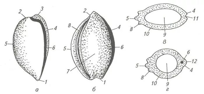 Семя томата схема. Строение семени тыквы рисунок. Строение семени тыквы. Семечко яблони строение. Семена яблони биология 6 класс.