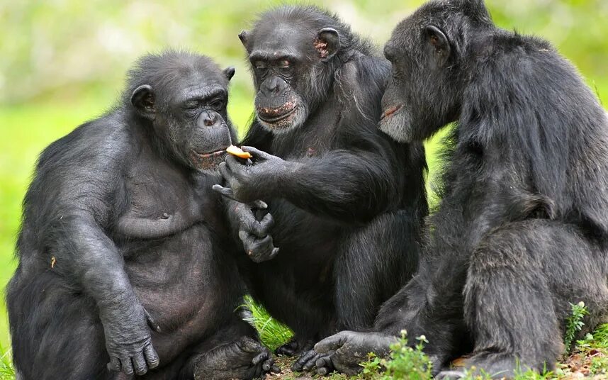 Шимпанзе. Смешные обезьяны. Три смешных животных. Три макаки.