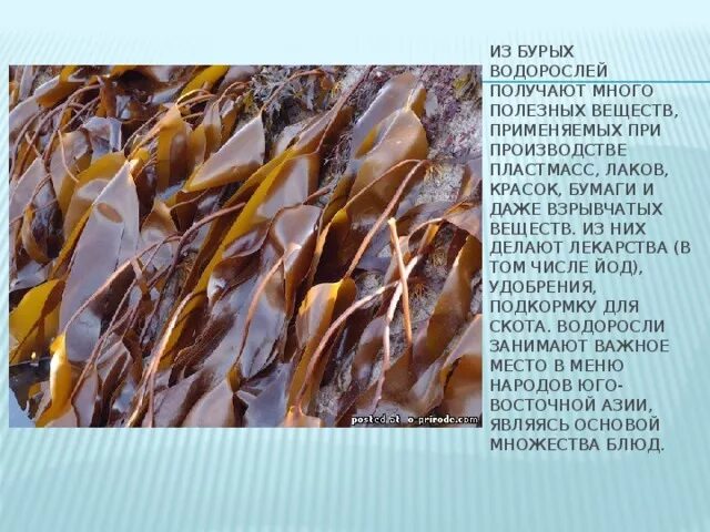 Каково значение бурых водорослей в жизни