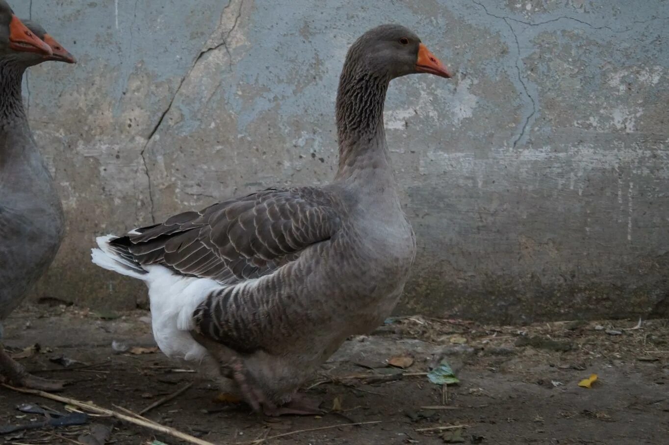 кубанские гуси. гусыня серая крупная. серый гусь гуси. порода гусей датский легард. серый мамут гуси.