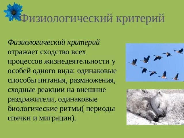 СР "Миграции, как фактор эволюции" - презентация онлайн