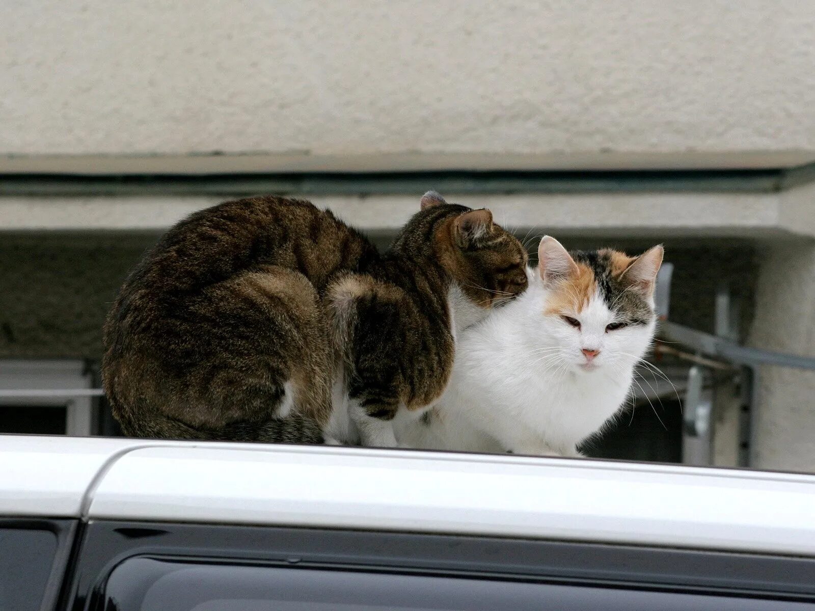 Caring cat