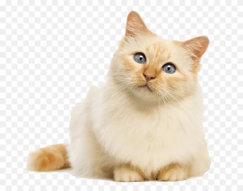 Прозрачная кошка. Кот на белом фоне. Кошка на белом фоне. Кошка на прозрачном фоне. Кот без фона.