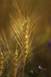 Бурая зацветающая рожь тихо шелестела колосьями