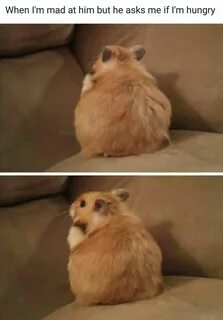 Почему не пришел hamster