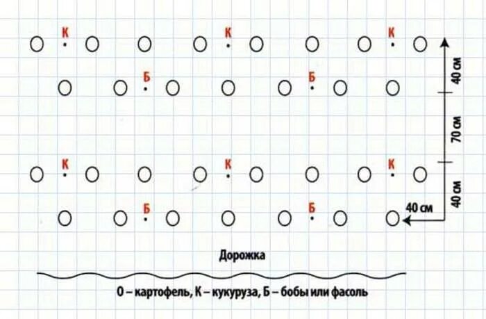 На каком расстоянии сажать картошку друг. Сажаем картошку схема посадки. Схема посадки картофеля и бобов. Посадка картофеля сдвоенными рядами схема. Схема посадки картофеля в открытом грунте в грядки.