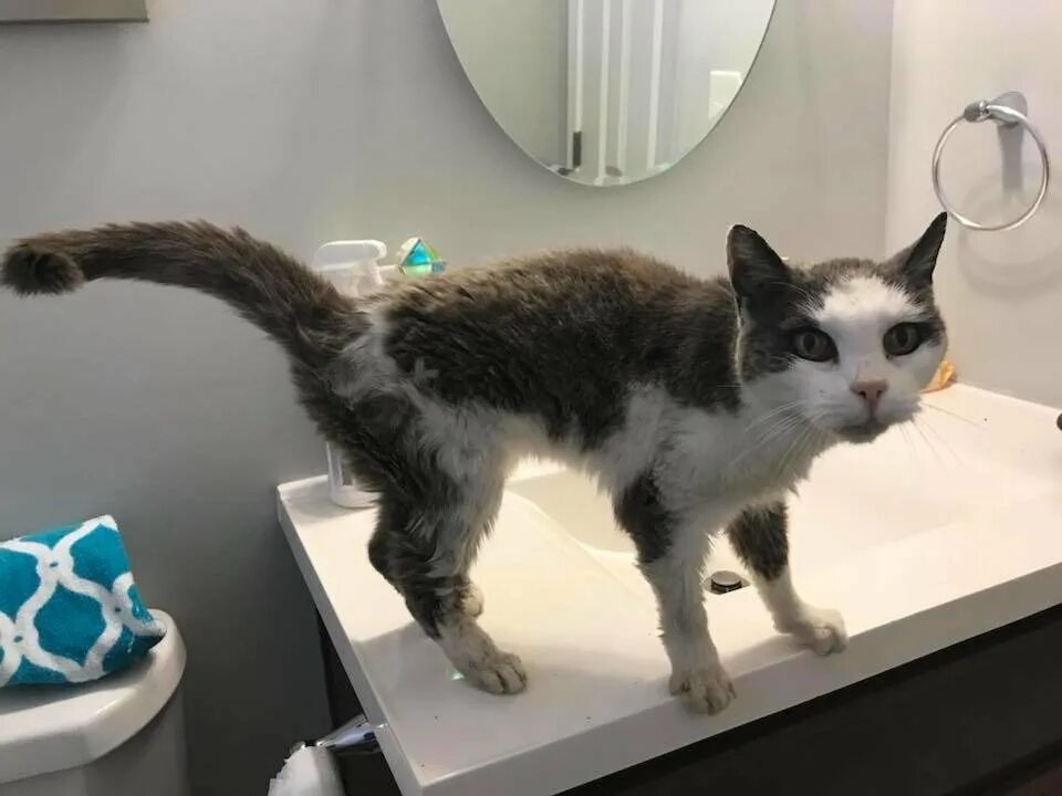 смешные коты с надписями на даче. четырехцветные кошки. красивый осенний привет. кошка сама пришла в дом. кошка у оториноларинголога.