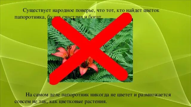 Как найти цветок папоротника. Легенда о папоротнике. Как цветет папоротник. Предание о папоротнике.