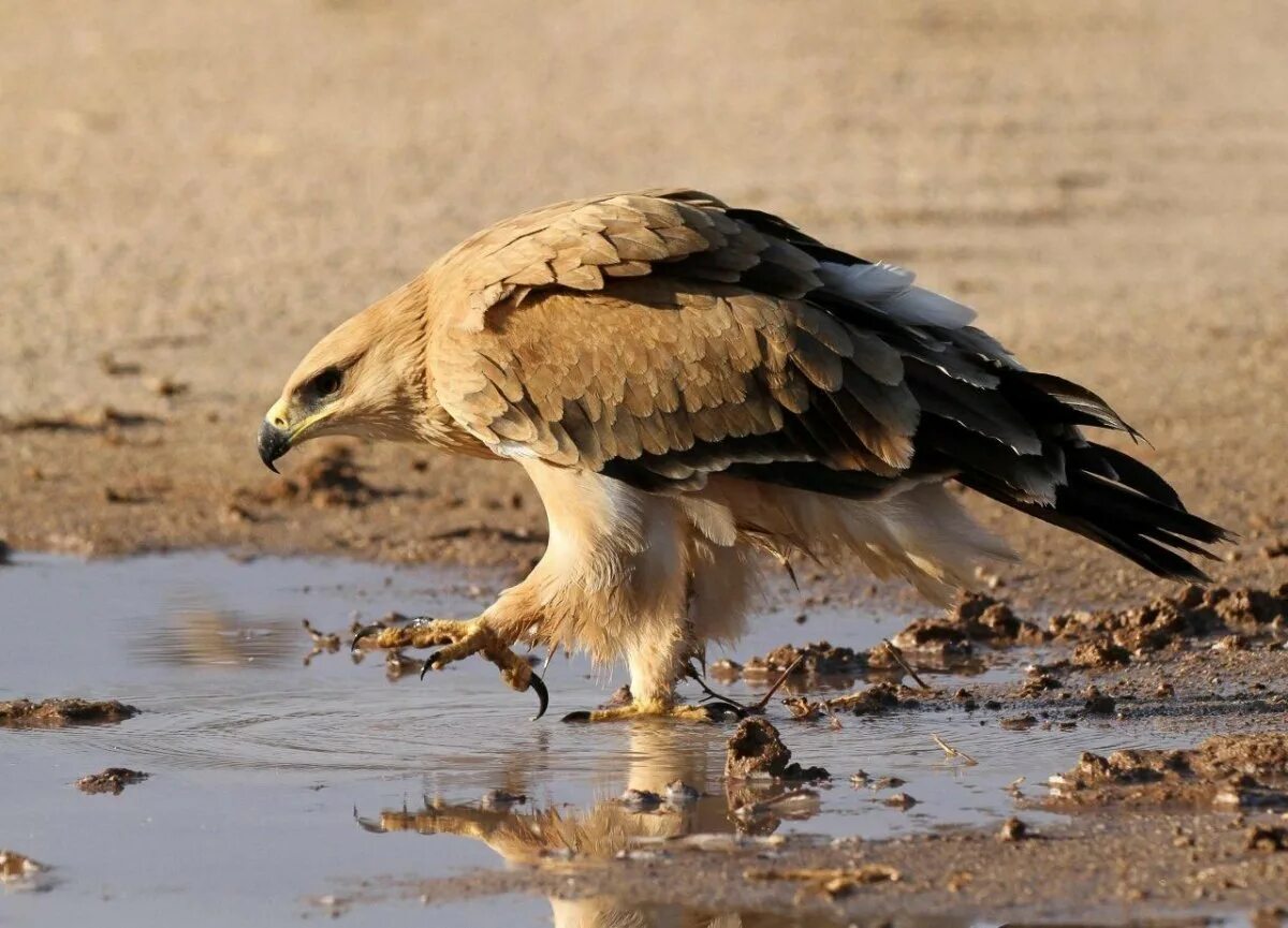 Донской степной орел. Птицы калмыкии степной орел. Орел в степи. Ястреб полевой лунь. Лунь полевой луговой степной.