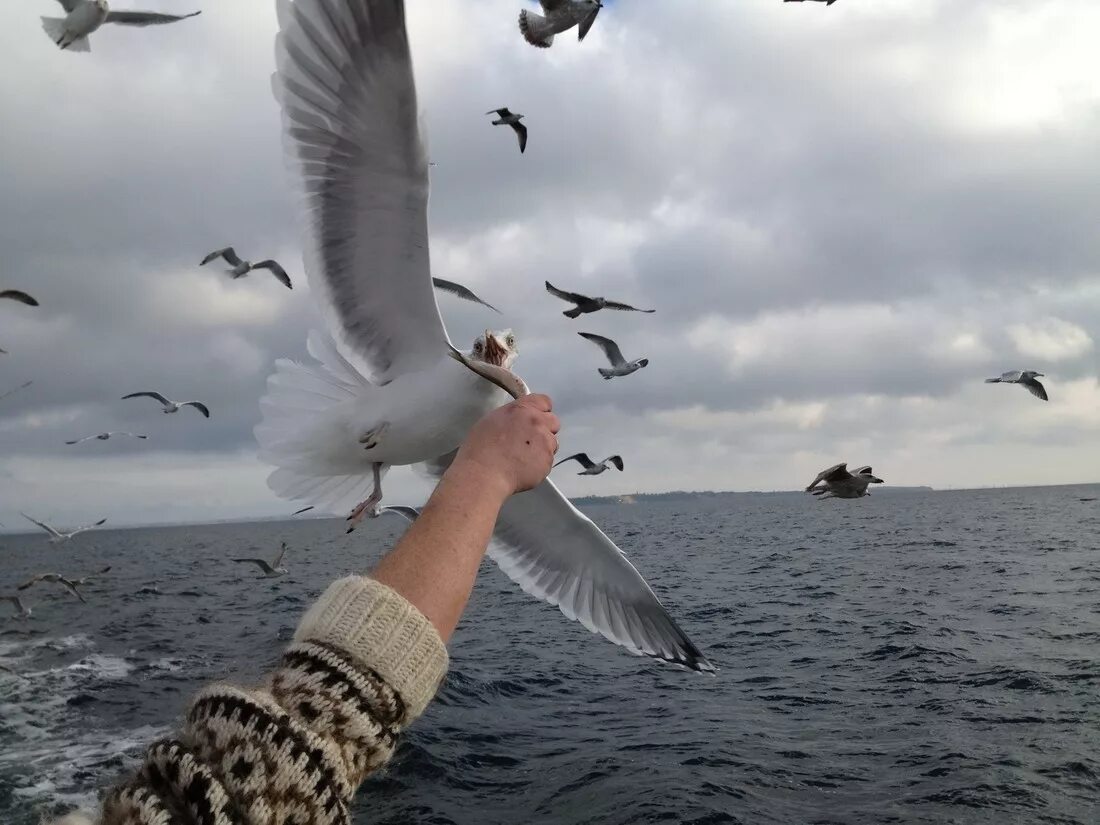 Море, Чайки. Девушка с чайками. Чайки и люди. Фотосессия с чайками. Наблюдаю за чайками