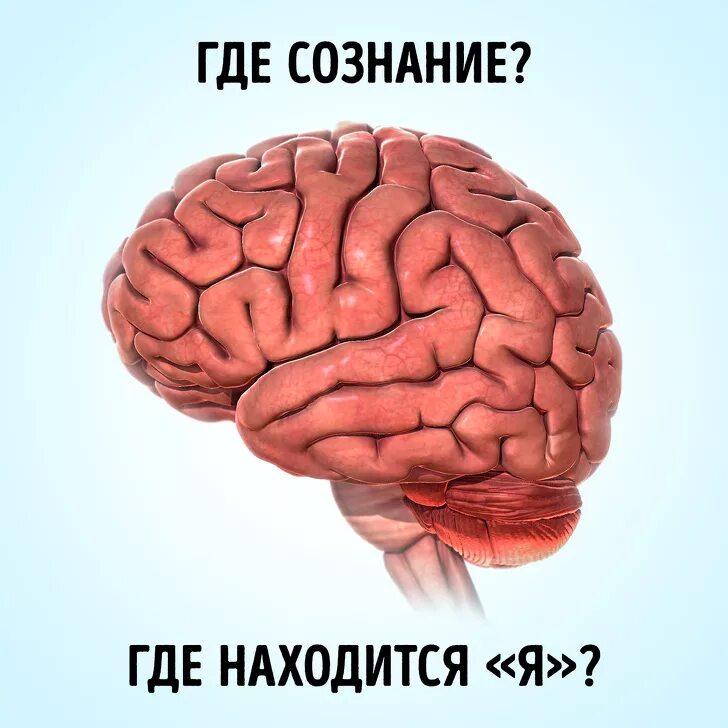 Где находится сознание. Где находится сознание в мозге. Где находится разум у человека. Где расположено сознание у человека. Мозг без сознания