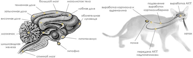 Мозг кошки. Строение головного мозга кота. Головной мозг кошки анатомия. Эпифиз: строение у животных. Анатомия нервной системы кошки.
