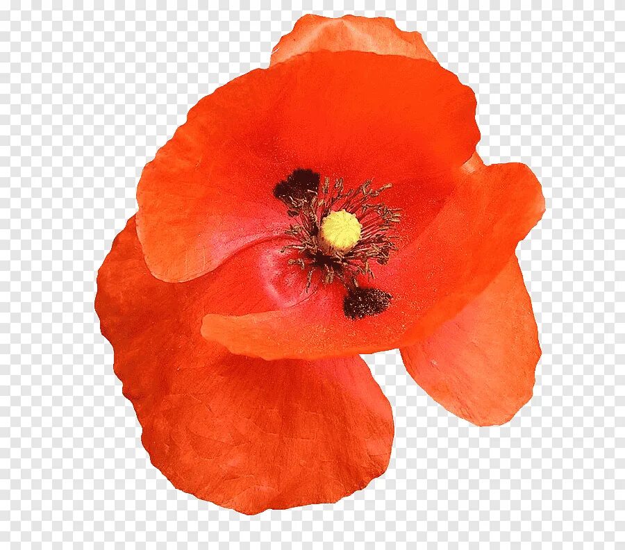 Poppies png. Маки клипарт. Цветы маки без фона. Маки на прозрачном фоне. Красный Мак на прозрачном фоне.