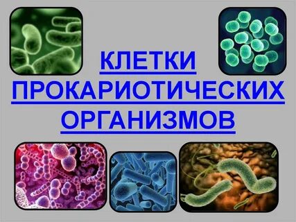Одноклеточные прокариотические организмы